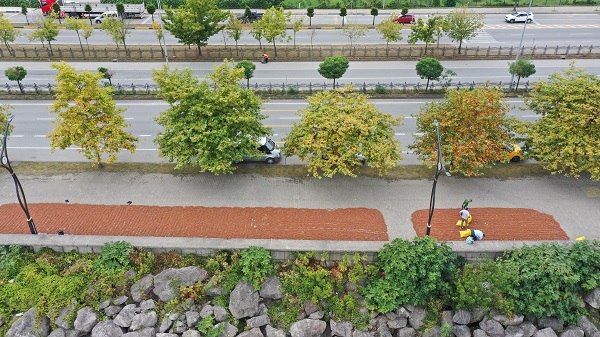 Foto - Karadeniz’de sahiller fındık bahçesine döndü