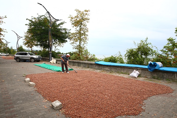 Foto - Karadeniz’de sahiller fındık bahçesine döndü