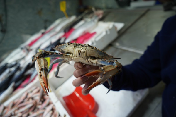 Foto - Karadeniz'de yeni tehlike