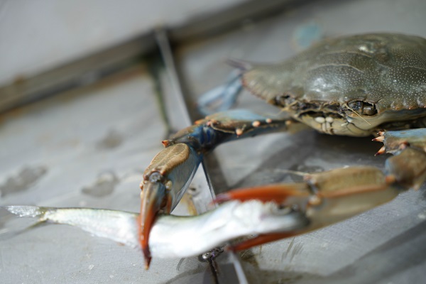 Foto - Karadeniz'de yeni tehlike