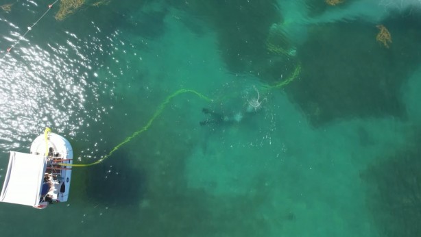 Foto - Karadeniz'den heyecanlandıran haber