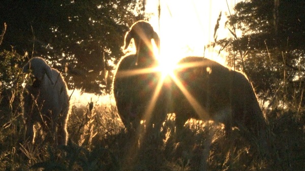 Foto - Karadeniz'i aratmayan yayla: Kalecik Şeyh Mahmut Yaylası