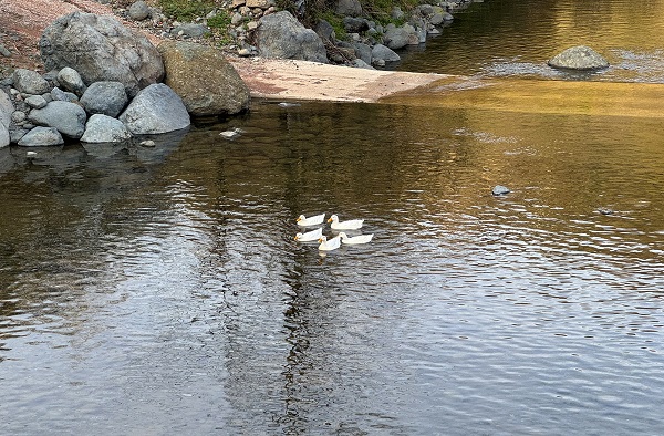 Foto - Karadeniz’in doğal güzelliği: Çamaş Kanyonu