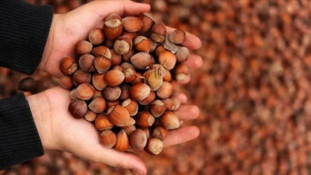 Foto - Karadeniz'in fındığı bakın kimleri zengin ediyor! Çıldırmamak elde değil