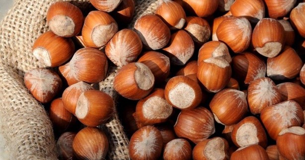 Foto - Karadeniz'in fındığı bakın kimleri zengin ediyor! Çıldırmamak elde değil