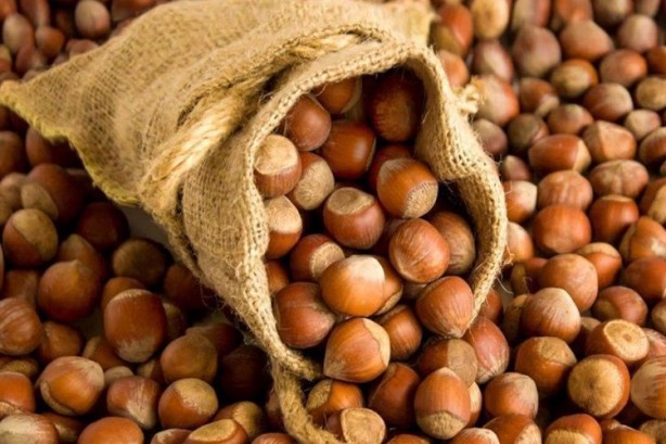 Foto - Karadeniz'in fındığı bakın kimleri zengin ediyor! Çıldırmamak elde değil