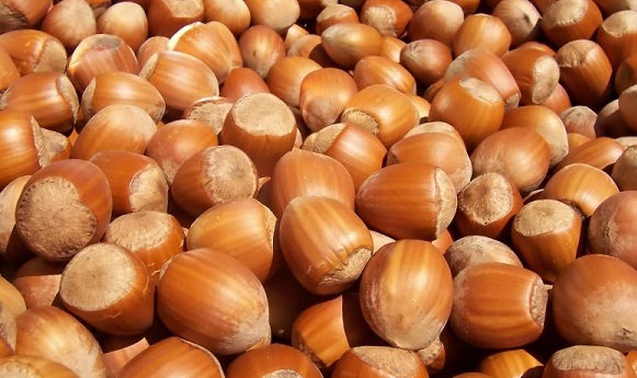 Foto - Karadeniz'in fındığı bakın kimleri zengin ediyor! Çıldırmamak elde değil