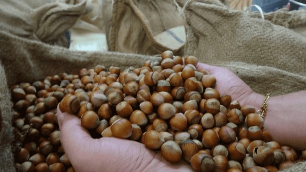 Foto - Karadeniz'in fındığı bakın kimleri zengin ediyor! Çıldırmamak elde değil