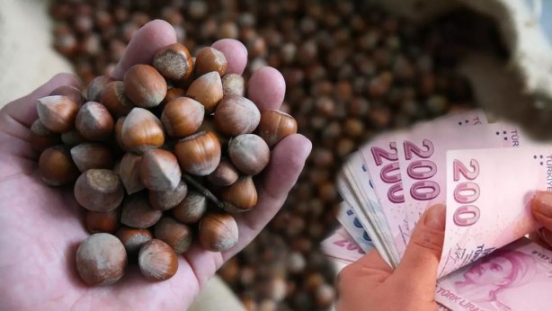 Foto - Karadeniz'in fındığı bakın kimleri zengin ediyor! Çıldırmamak elde değil