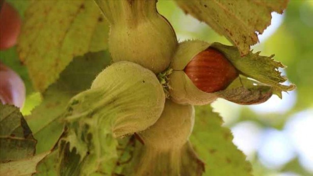Foto - Karadeniz'in fındığı bakın kimleri zengin ediyor! Çıldırmamak elde değil