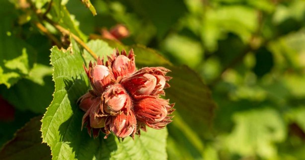 Foto - Karadeniz'in fındığı bakın kimleri zengin ediyor! Çıldırmamak elde değil