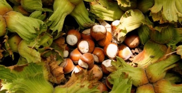 Foto - Karadeniz'in fındığı bakın kimleri zengin ediyor! Çıldırmamak elde değil