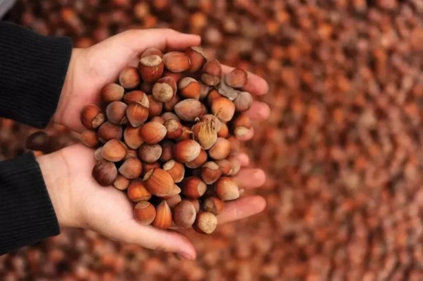 Foto - Karadeniz'in fındığı bakın kimleri zengin ediyor! Çıldırmamak elde değil