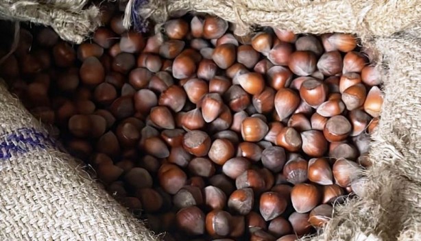 Foto - Karadeniz'in fındığı bakın kimleri zengin ediyor! Çıldırmamak elde değil
