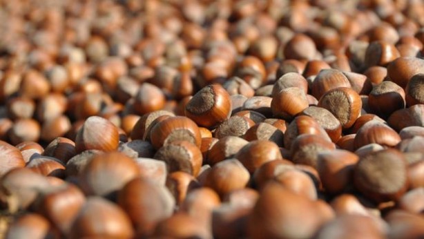 Karadeniz'in fındığı bakın kimleri zengin ediyor! Çıldırmamak elde değil