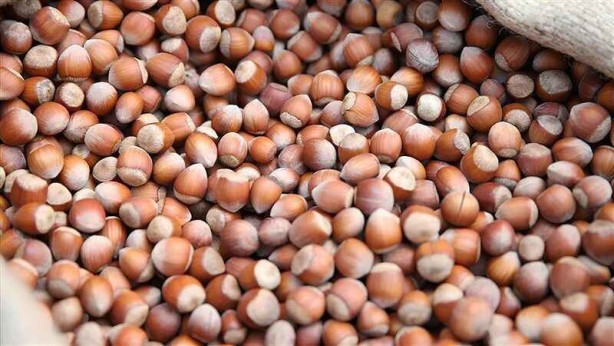 Foto - Karadeniz'in fındığı bakın kimleri zengin ediyor! Çıldırmamak elde değil