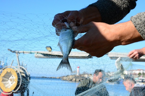 Foto - Karadeniz’in incisi çinekop, yeni yılın ilk ayında yüzleri güldürdü