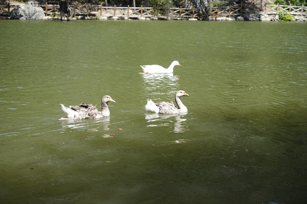 Foto - Karadeniz'in serin sığınağı: Limni Gölü