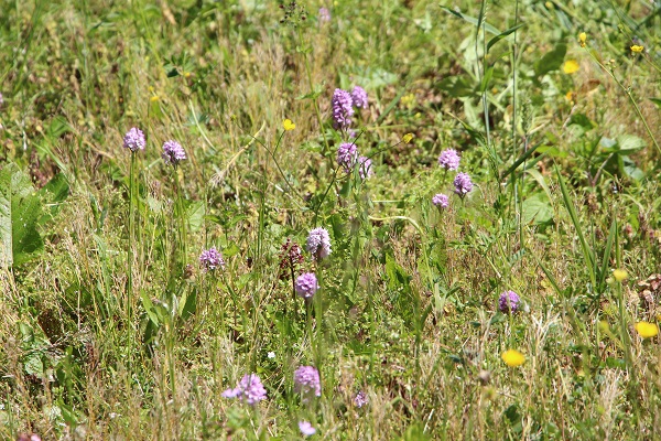 Foto - Karadenizli çiftçilerin yeni favorisi! Kilosu 1500 TL'den satılıyor