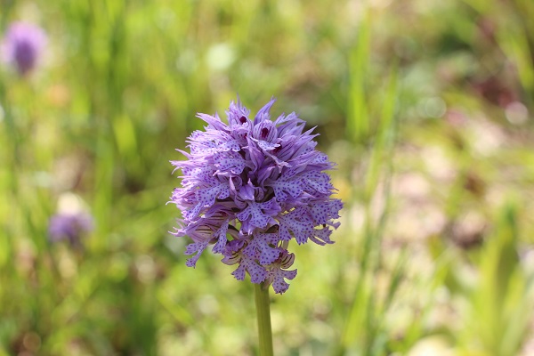 Foto - Karadenizli çiftçilerin yeni favorisi! Kilosu 1500 TL'den satılıyor