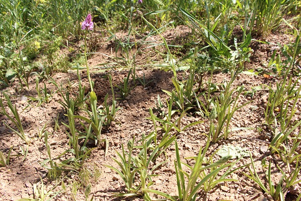 Foto - Karadenizli çiftçilerin yeni favorisi! Kilosu 1500 TL'den satılıyor