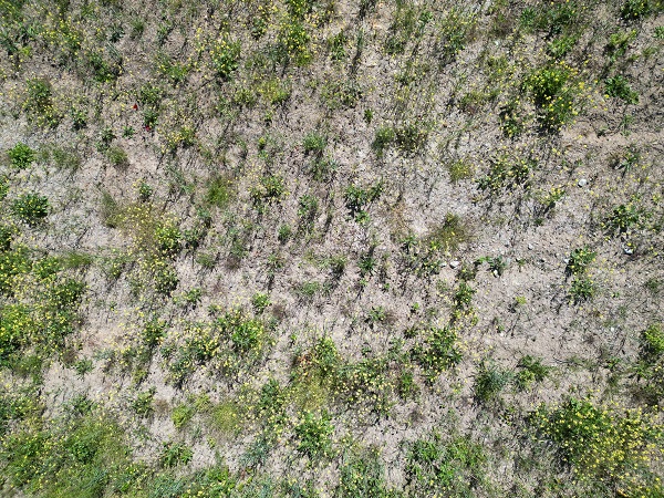 Foto - Karadenizli çiftçilerin yeni favorisi! Kilosu 1500 TL'den satılıyor