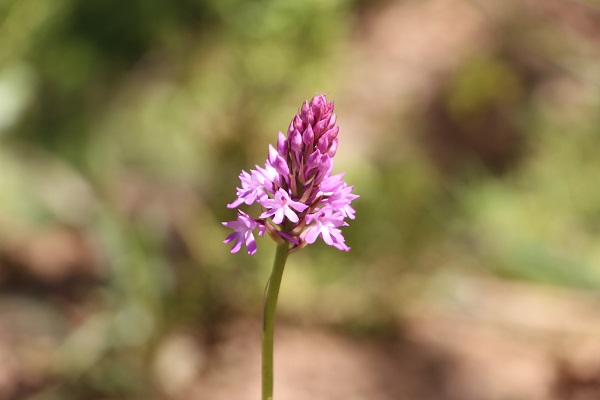 Foto - Karadenizli çiftçilerin yeni favorisi! Kilosu 1500 TL'den satılıyor