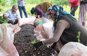 Foto - Karadut pekmezinin şifa niyetine 10 faydası: Hastalıklara böyle son verdi! İşte yok etme gücüne sahip besin