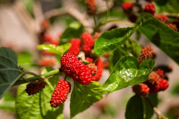 Foto - Karadut pekmezinin şifa niyetine 10 faydası: Hastalıklara böyle son verdi! İşte yok etme gücüne sahip besin