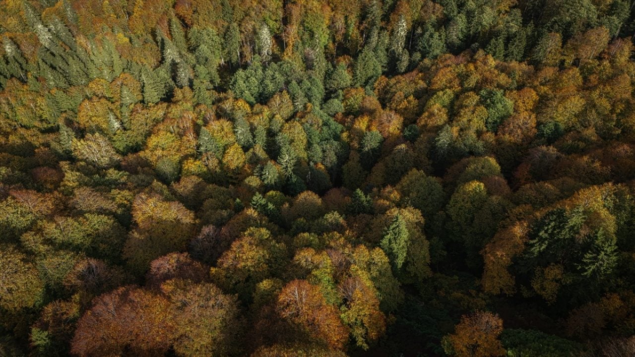 Foto - Karagöl güz renklerine büründü