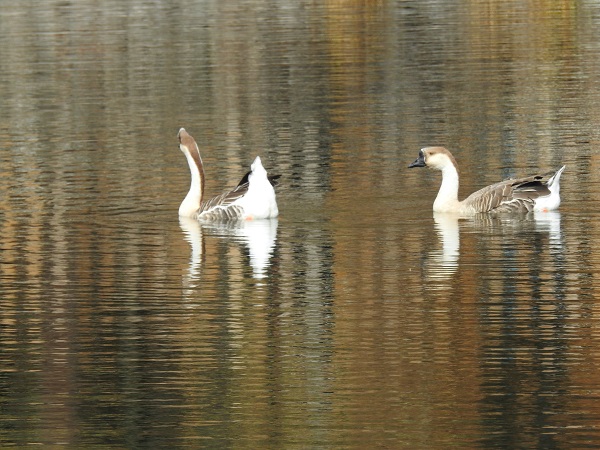 Foto - Karagöl Tabiat Parkı'nda sonbahar güzelliği