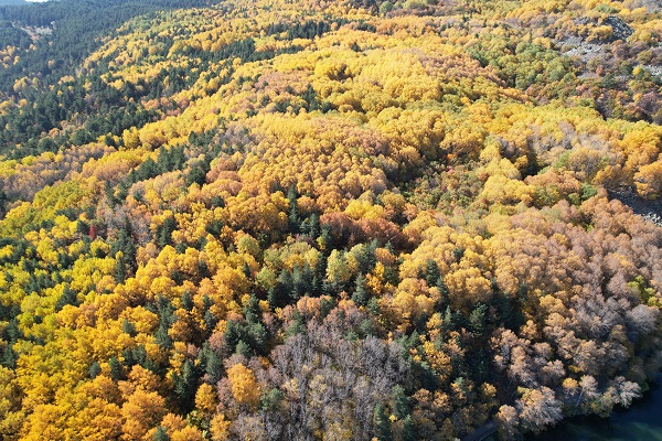Foto - Karagöl'e sonbahar geldi: Sarının her tonu
