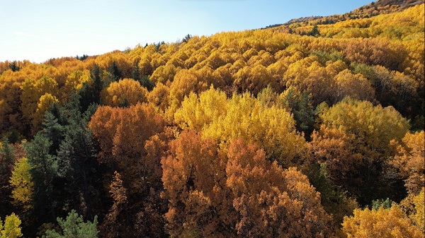 Foto - Karagöl'e sonbahar geldi: Sarının her tonu