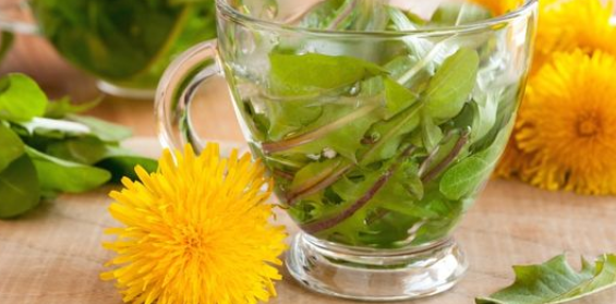 Foto - Karahindiba: resmen savaş veriyor, diğerlerini unutun! Yararı şok etti! Kullanınca her şey değişecek! Tüm gün 1 bardak kadar..