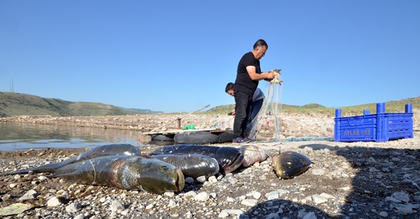 Foto - Karakurt Baraj Gölü’nde balık bereketi