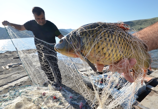 Foto - Karakurt Baraj Gölü’nde balık bereketi