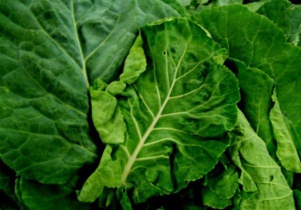 Foto - Karalahana kraliçe ilan edildi!