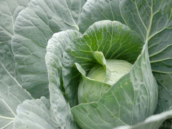 Foto - Karalahana kraliçe ilan edildi!