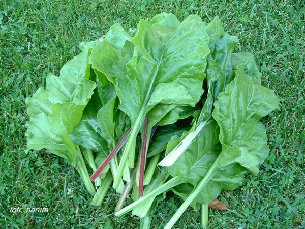 Foto - Karalahana kraliçe ilan edildi!