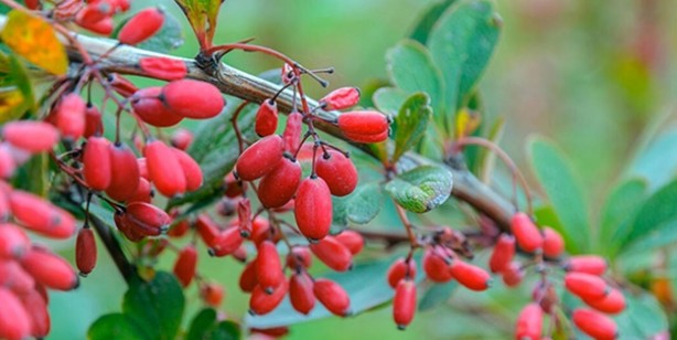 Foto - Karamuk: Doğal reçete, bağışıklık güçlendiriyor