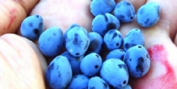 Foto - Karamuk: Doğal reçete, bağışıklık güçlendiriyor