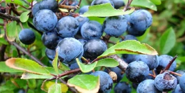 Foto - Karamuk: Doğal reçete, bağışıklık güçlendiriyor