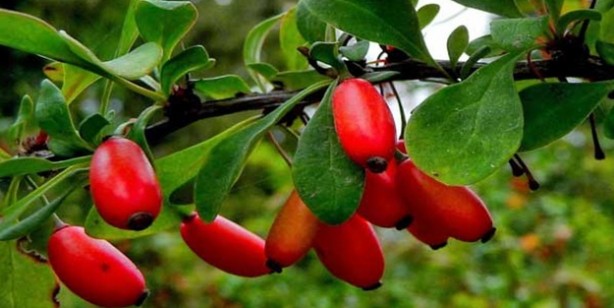 Foto - Karamuk: Doğal reçete, bağışıklık güçlendiriyor