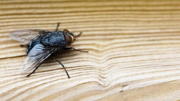 Foto - Karasinek eve bu yüzden geliyor! İşte o böcekten kurtulmanın basit yolu