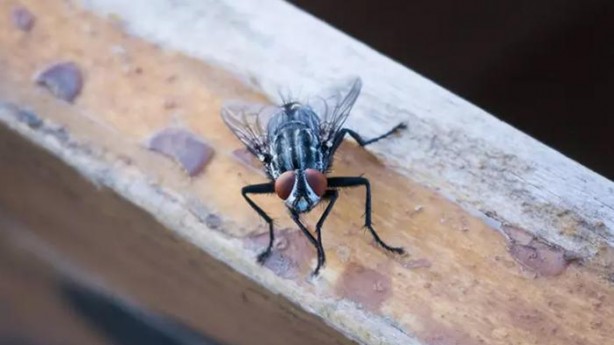 Foto - Karasinek eve bu yüzden geliyor! İşte o böcekten kurtulmanın basit yolu