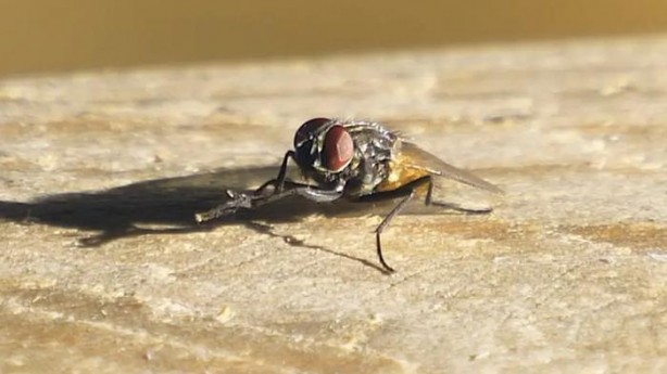 Foto - Karasinek eve bu yüzden geliyor! İşte o böcekten kurtulmanın basit yolu