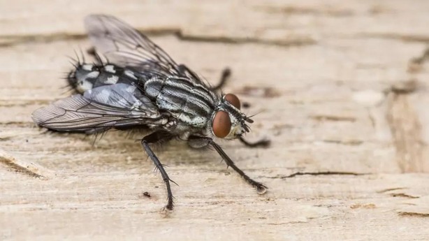 Karasinek eve bu yüzden geliyor! İşte o böcekten kurtulmanın basit yolu