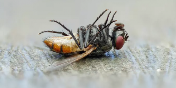 Foto - Karasinekler evlere girdiklerine pişman oluyor: İşte o böceklerin katlanamadıkları 2 koku!