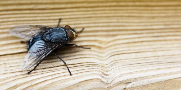 Karasinekler evlere girdiklerine pişman oluyor: İşte o böceklerin katlanamadıkları 2 koku!