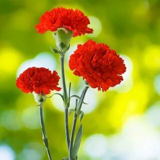 Foto - Karasinekler evlere girdiklerine pişman oluyor: İşte o böceklerin katlanamadıkları 2 koku!